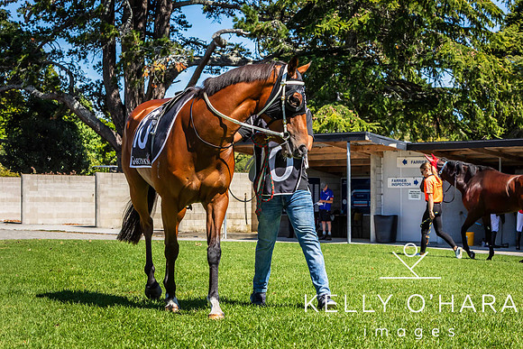 Tauranga Race Course March 15 2025 wm-0075