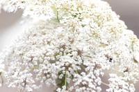 Flora And Fauna