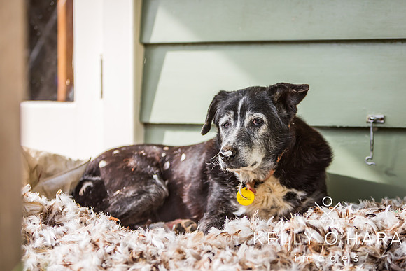Champ In Feathers July 2024 wm-9317