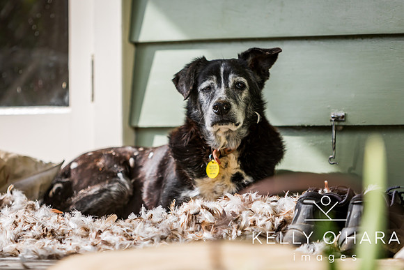 Champ In Feathers July 2024 wm-9295