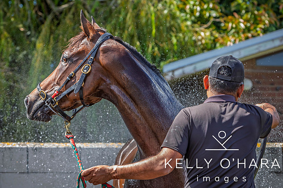 Tauranga Race Course March 15 2025 wm-0788