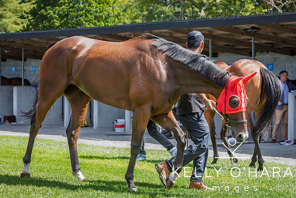 Tauranga Race Course March 15 2025 wm-0469