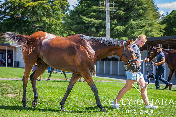 Tauranga Race Course March 15 2025 wm-0774