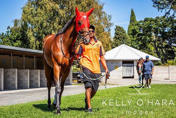 Tauranga Race Course March 15 2025 wm-0066