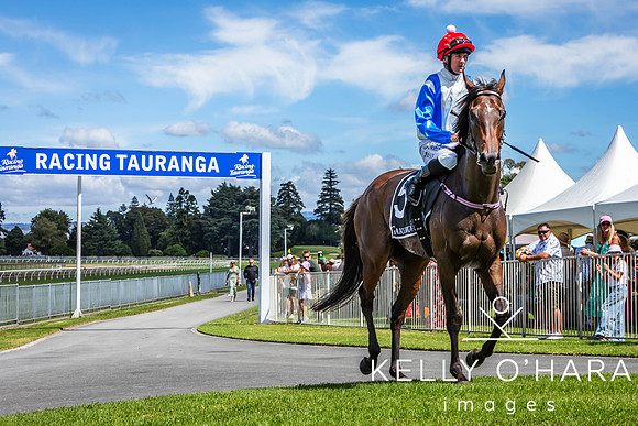 Tauranga Race Course March 15 2025 wm-0435