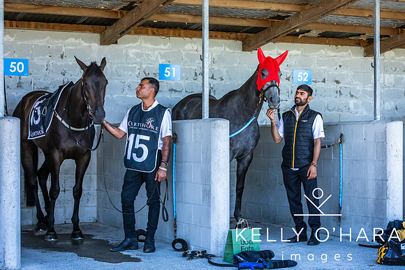 Tauranga Race Course March 15 2025 wm-0089
