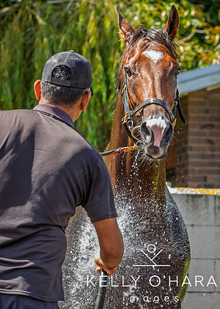 Tauranga Race Course March 15 2025 wm-0785