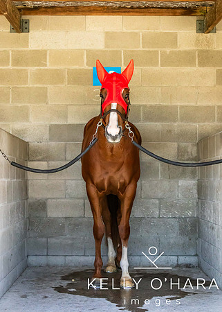 Tauranga Race Course March 15 2025 wm-0058