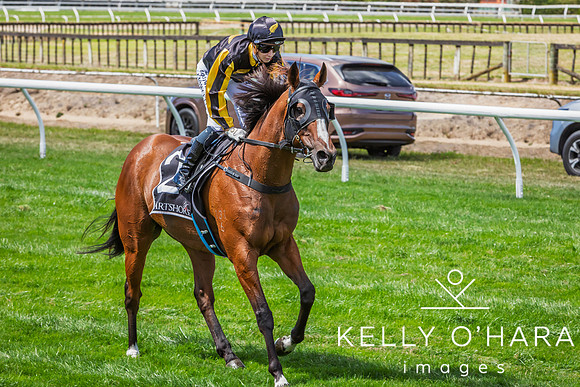Tauranga Race Course March 15 2025 wm-0387