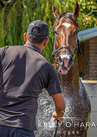 Tauranga Race Course March 15 2025 wm-0786