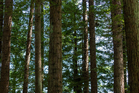 Papamoa Primary Redwood Valley Farm-0115