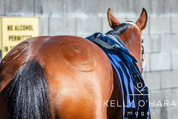 Tauranga Race Course March 15 2025 wm-0011