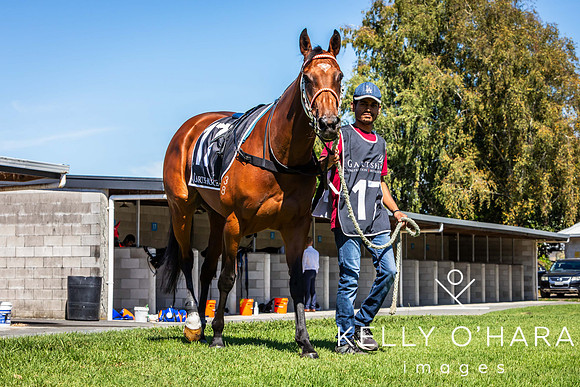 Tauranga Race Course March 15 2025 wm-0032
