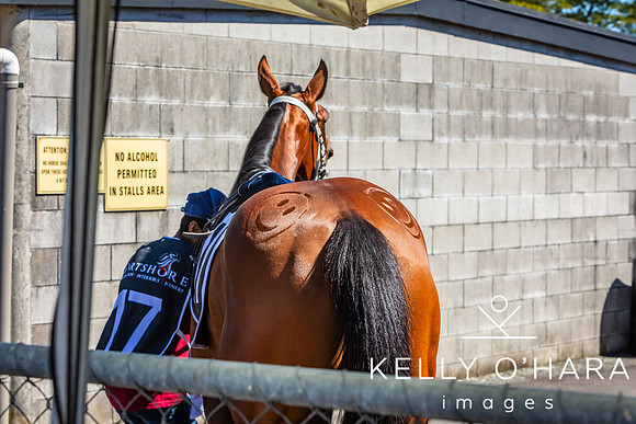 Tauranga Race Course March 15 2025 wm-0010
