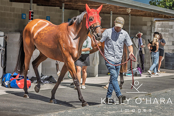 Tauranga Race Course March 15 2025 wm-0288
