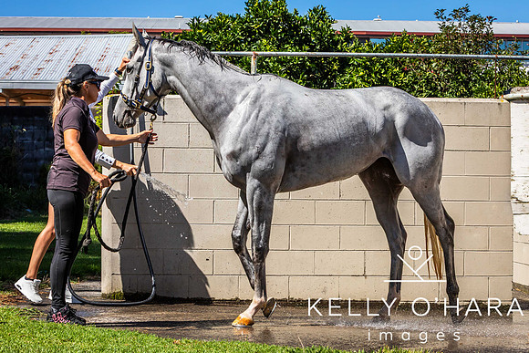 Tauranga Race Course March 15 2025 wm-0123