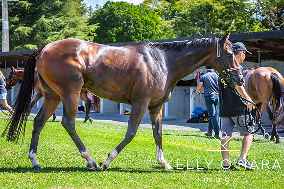 Tauranga Race Course March 15 2025 wm-0771