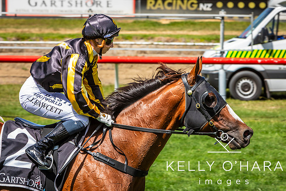 Tauranga Race Course March 15 2025 wm-0391