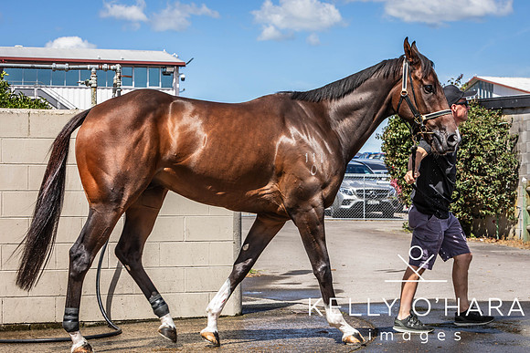 Tauranga Race Course March 15 2025 wm-0286