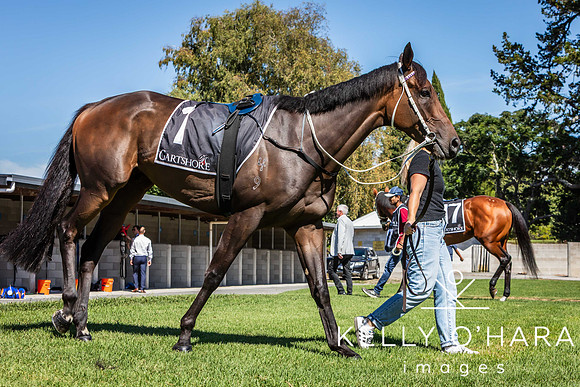 Tauranga Race Course March 15 2025 wm-0026