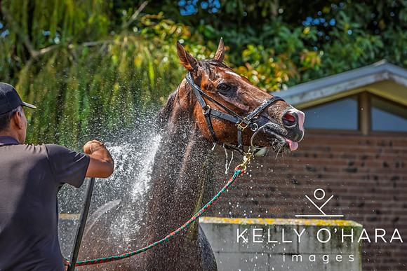 Tauranga Race Course March 15 2025 wm-0781