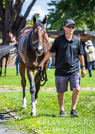 Tauranga Race Course March 15 2025 wm-0764