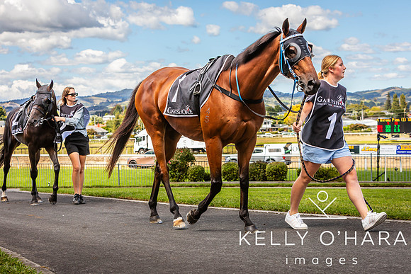 Tauranga Race Course March 15 2025 wm-0568