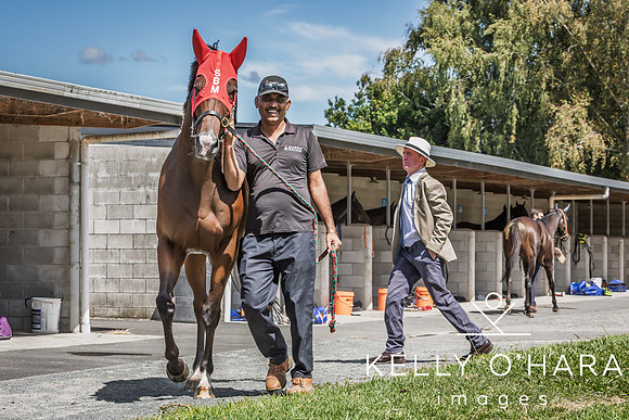 Tauranga Race Course March 15 2025 wm-0280
