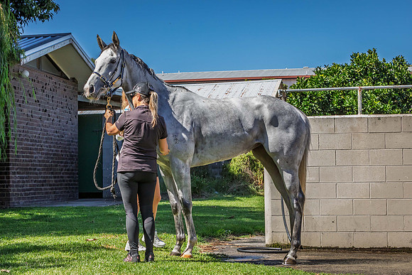 Japan Cup - Tauranga Race Course - LoveRacing.nz