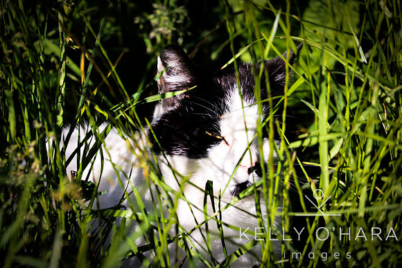 Queenstown Cats 2023 wm-9174