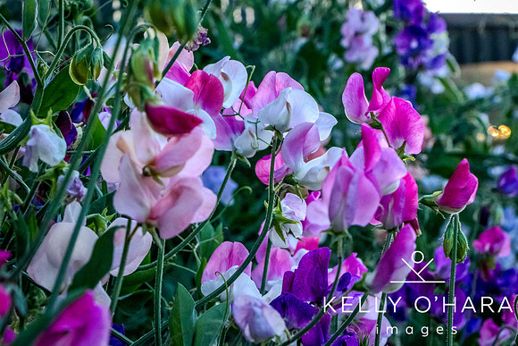 On The Farms 2023 wm-0792
