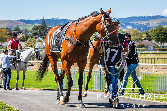 Tauranga Race Course March 15 2025 wm-0165