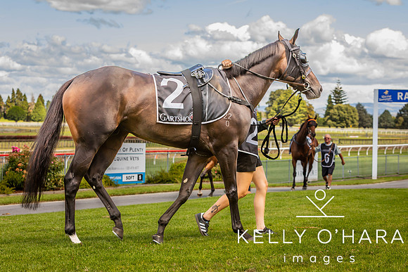 Tauranga Race Course March 15 2025 wm-0589