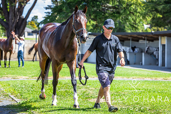 Tauranga Race Course March 15 2025 wm-0765