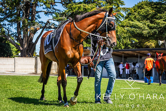 Tauranga Race Course March 15 2025 wm-0079