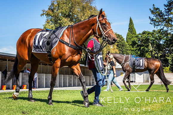 Tauranga Race Course March 15 2025 wm-0034