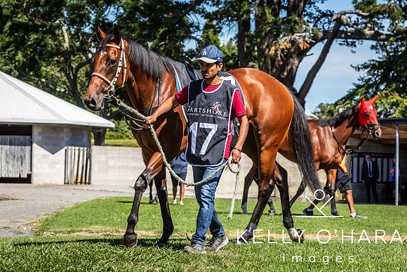 Tauranga Race Course March 15 2025 wm-0056