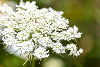 Christmas Day Flowers-0076