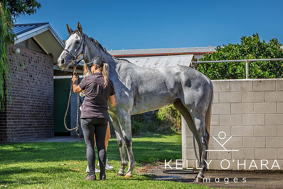 Tauranga Race Course March 15 2025 wm-0132
