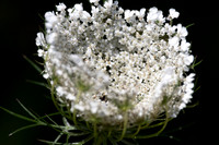 Christmas Day Flowers-0150
