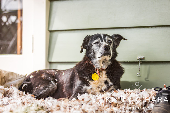 Champ In Feathers July 2024 wm-9337