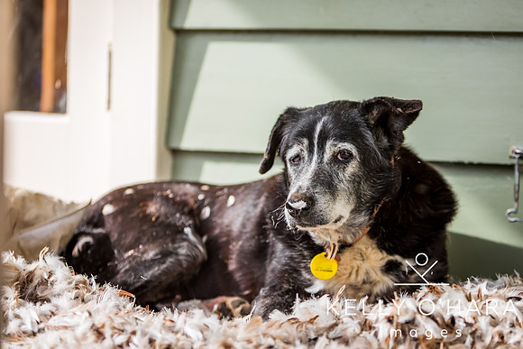 Champ In Feathers July 2024 wm-9313