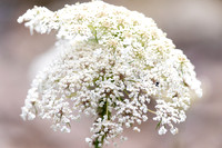 Christmas Day Flowers-0211
