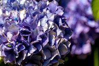 Christmas Day Flowers-0080