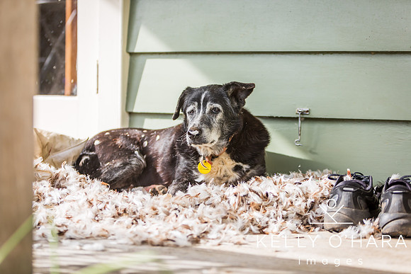 Champ In Feathers July 2024 wm-9321