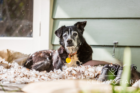 Champ In Feathers July 2024 wm-9290