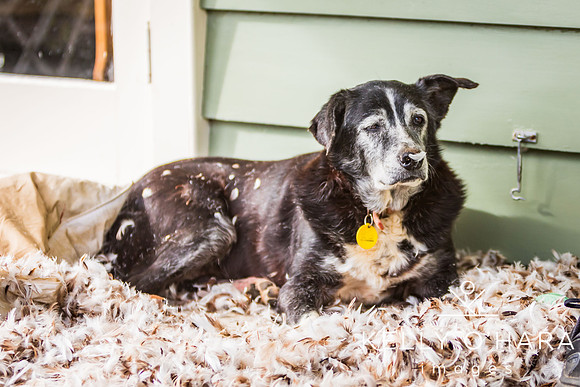 Champ In Feathers July 2024 wm-9325