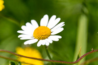 Christmas Day Flowers-0072
