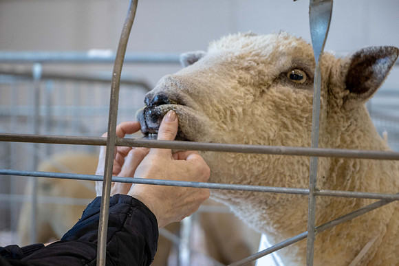 Easter Show-0120