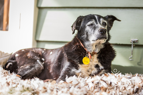 Champ In Feathers July 2024 wm-9333